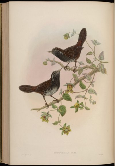 Sphenocichla humii von John Gould